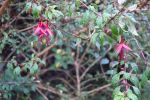 PICTURES/Doolin Cave - County Clare/t_DSC05209.JPG